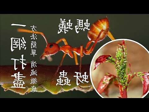 紅色小蟲 樹液 有毒嗎